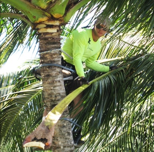 Coconut Kuleana Mana'o Radio Underwriter